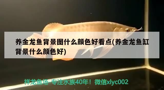 養金龍魚背景圖什么顏色好看點(養金龍魚缸背景什么顏色好)