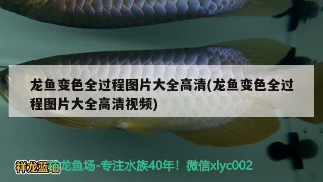 龍魚變色全過程圖片大全高清(龍魚變色全過程圖片大全高清視頻) 龍魚變色全過程圖片大全高清(龍魚變色全過程圖片大全高清視頻) 觀賞魚百科