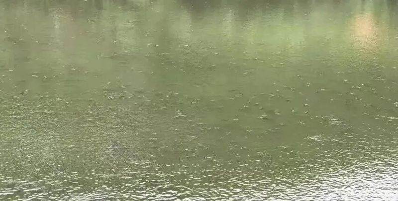 黑影道人魚病最怕三個東西