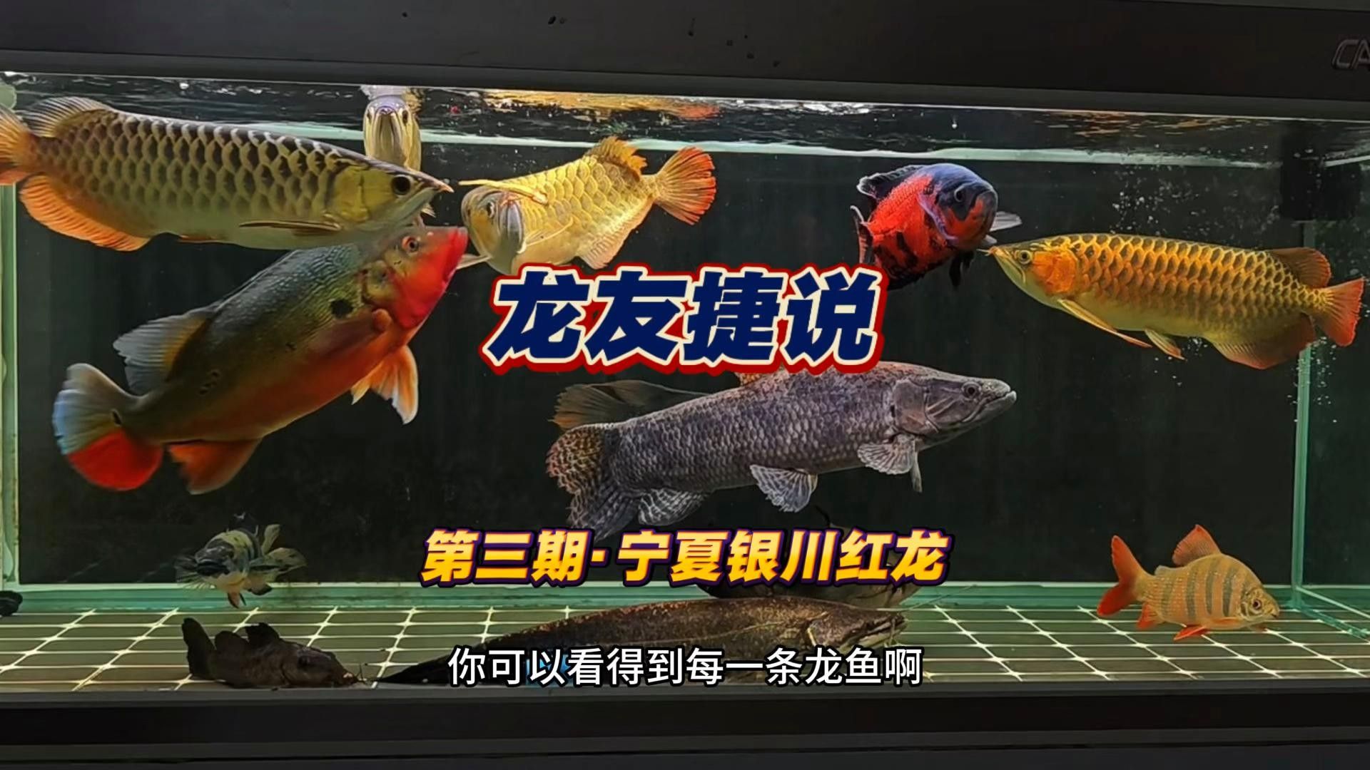 海晏紅龍魚