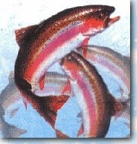 臨朐老龍灣虹鱒魚 臨朐老龍灣虹鱒魚 觀賞魚百科 第7張