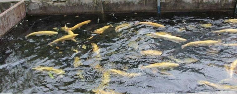 臨朐老龍灣虹鱒魚 臨朐老龍灣虹鱒魚 觀賞魚百科 第3張