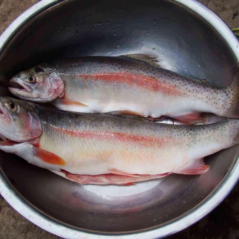 臨朐老龍灣虹鱒魚 臨朐老龍灣虹鱒魚 觀賞魚百科 第8張