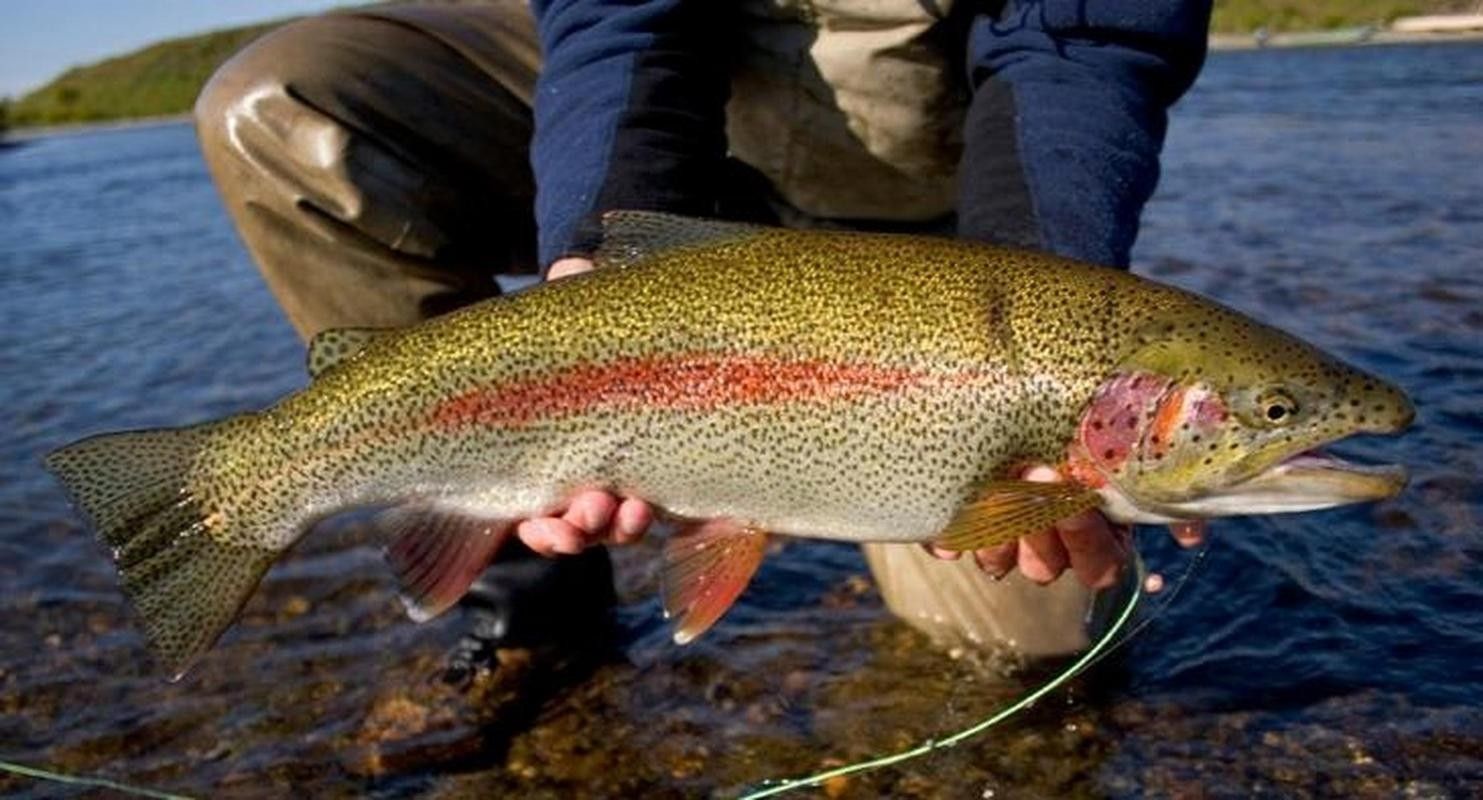 臨朐老龍灣虹鱒魚 臨朐老龍灣虹鱒魚 觀賞魚百科 第6張