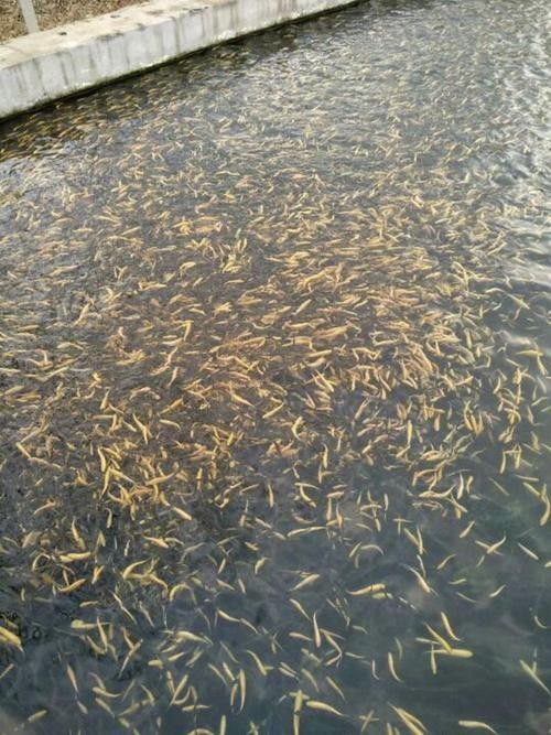 臨朐老龍灣虹鱒魚 臨朐老龍灣虹鱒魚 觀賞魚百科 第5張