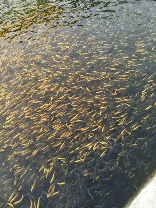 臨朐老龍灣虹鱒魚 臨朐老龍灣虹鱒魚 觀賞魚百科 第4張
