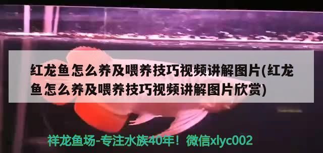 龍魚和什么魚混養最好視頻（養魚人曬曬你養的魚??，有沒有我沒見過的）