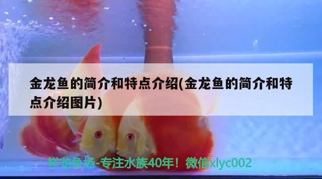 金龍魚的簡介和特點介紹(金龍魚的簡介和特點介紹圖片) 金龍魚的簡介和特點介紹(金龍魚的簡介和特點介紹圖片) 觀賞魚百科