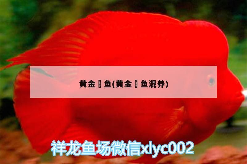 黃金鳉魚(黃金鳉魚混養)