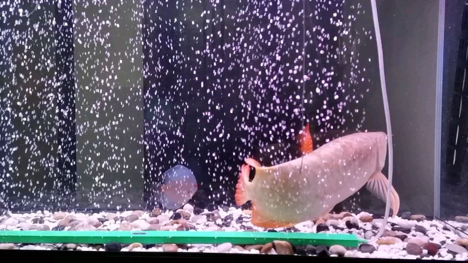 什么魚是觀賞魚（上層魚有什么觀賞魚）