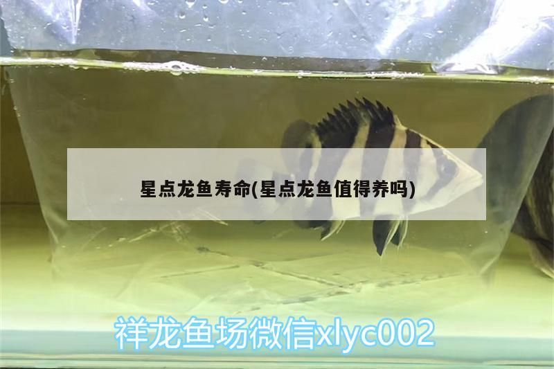 星點龍魚壽命(星點龍魚值得養嗎)