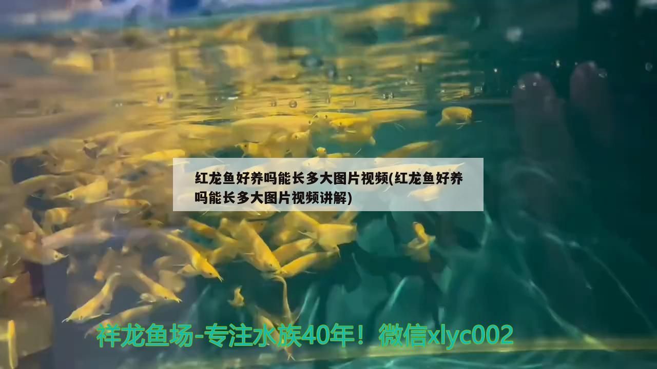 紅龍魚好養嗎能長多大圖片視頻(紅龍魚好養嗎能長多大圖片視頻講解)