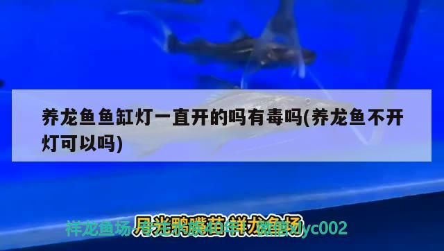 養龍魚魚缸燈一直開的嗎有毒嗎(養龍魚不開燈可以嗎)