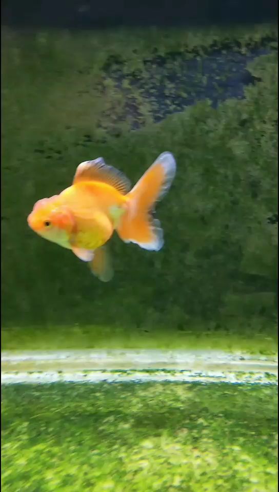 龍巖水族館小魚兒