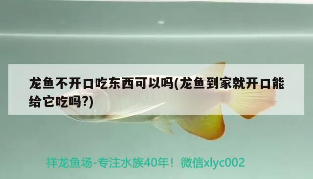 龍魚不開口吃東西可以嗎(龍魚到家就開口能給它吃嗎?)
