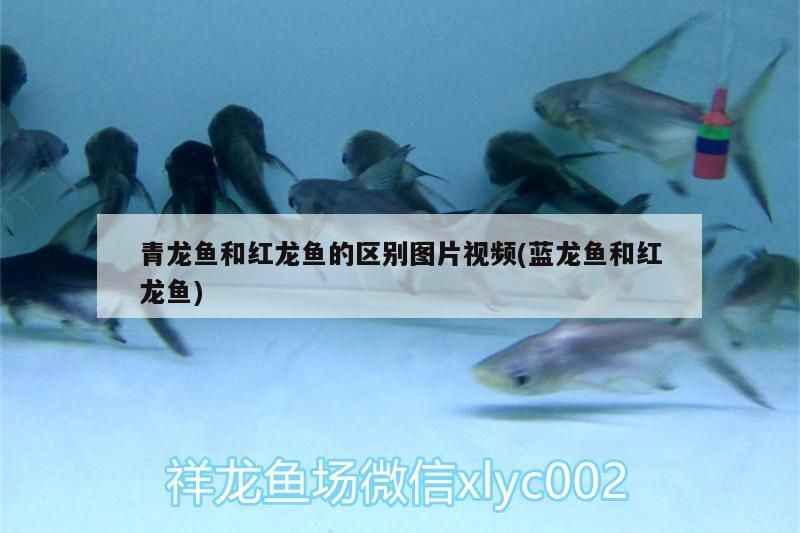 小型魚 青龍魚和紅龍魚的區別圖片視頻(藍龍魚和紅龍魚) 觀賞魚百科 青龍魚和紅龍魚的區別圖片視頻(藍龍魚和紅龍魚) 青龍魚和紅龍魚的區別圖片視頻(藍龍魚和紅龍魚) 觀賞魚百科