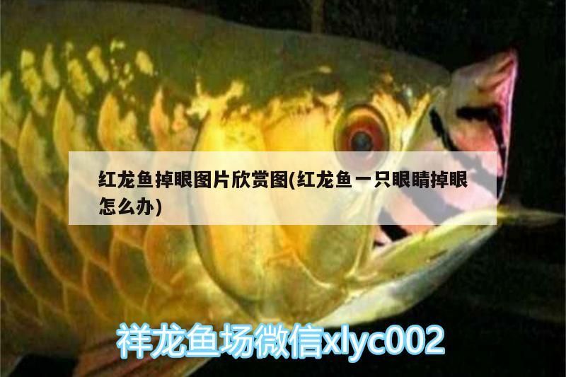 紅龍魚(yú)掉眼圖片欣賞圖(紅龍魚(yú)一只眼睛掉眼怎么辦)