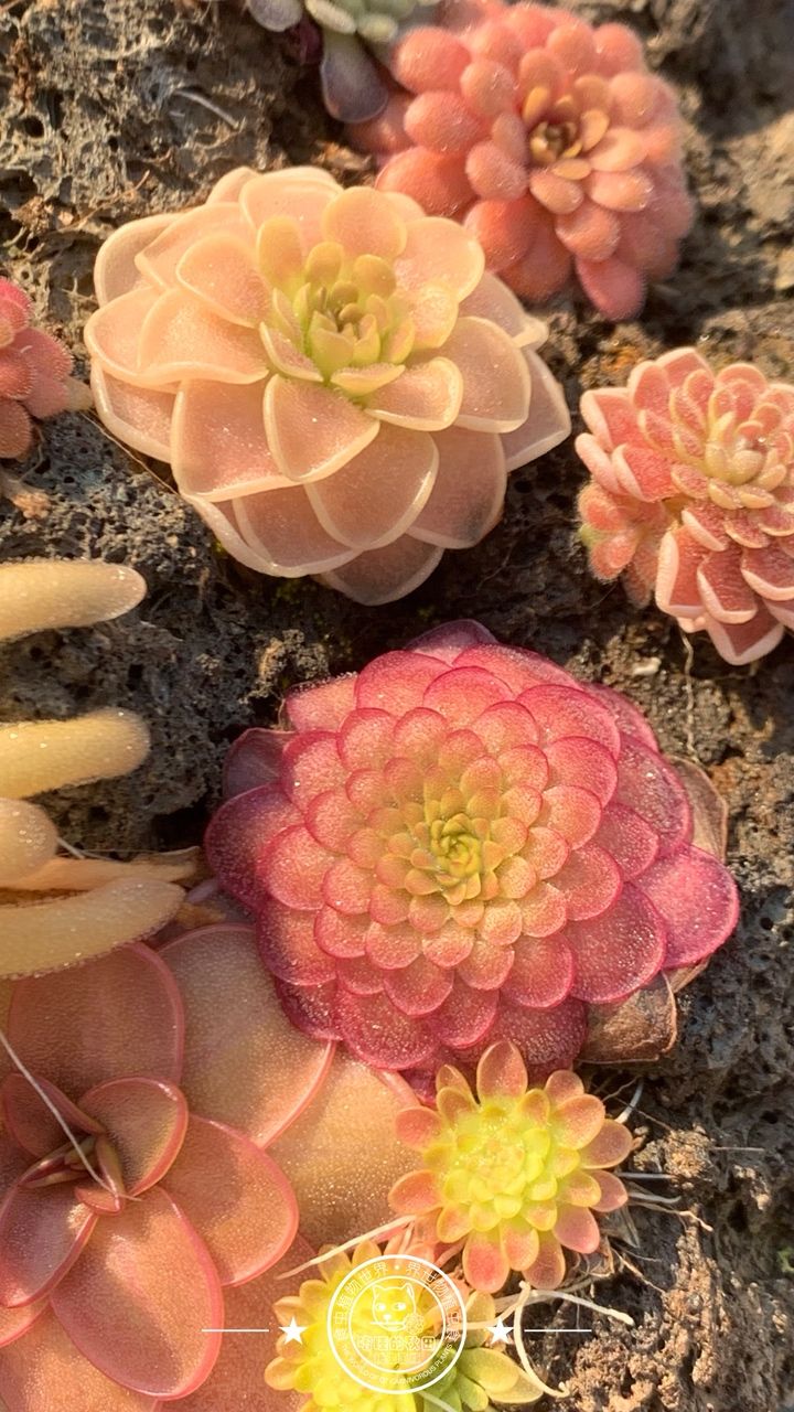 寧靜的午后時光賞堇時刻 龍魚論壇 第1張 寧靜的午后時光賞堇時刻 寧靜的午后時光賞堇時刻 龍魚論壇 第1張