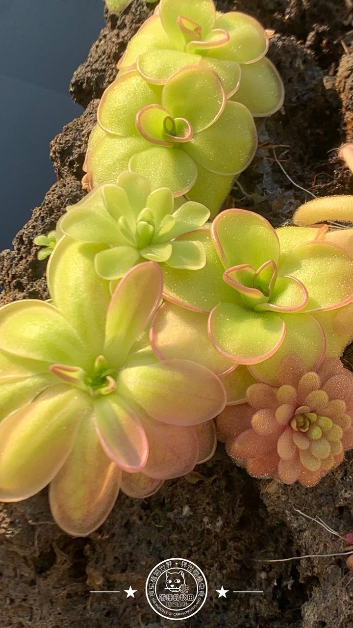 寧靜的午后時光賞堇時刻 龍魚論壇 第2張 寧靜的午后時光賞堇時刻 寧靜的午后時光賞堇時刻 龍魚論壇 第2張