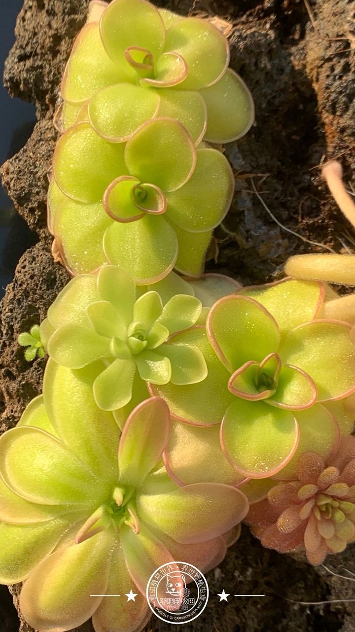 寧靜的午后時光賞堇時刻 龍魚論壇 第3張 寧靜的午后時光賞堇時刻 寧靜的午后時光賞堇時刻 龍魚論壇 第3張