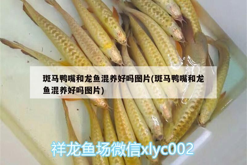 斑馬鴨嘴和龍魚混養(yǎng)好嗎圖片(斑馬鴨嘴和龍魚混養(yǎng)好嗎圖片)