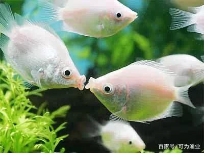 觀賞魚食用魚混養(yǎng)（觀賞魚與食用魚混養(yǎng)的注意事項(xiàng)）