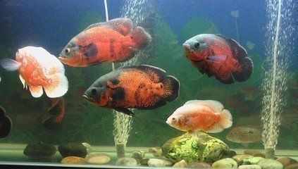 觀賞魚食用魚混養(yǎng)（觀賞魚與食用魚混養(yǎng)的注意事項(xiàng)）