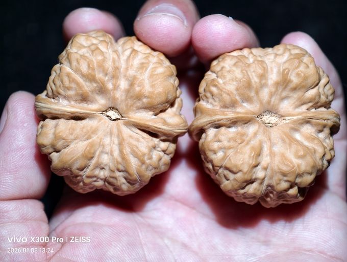 【淶水麻核桃·蛤蟆頭999可小刀，包郵】