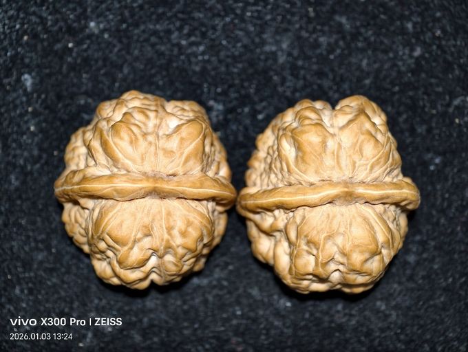 【淶水麻核桃·蛤蟆頭999可小刀，包郵】