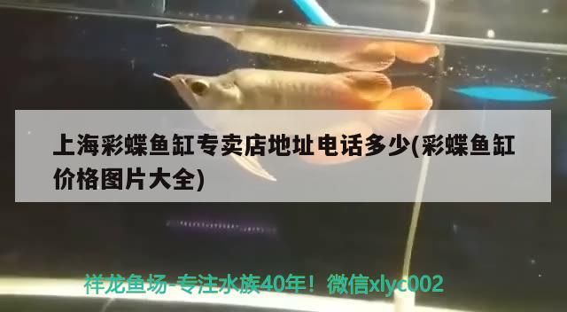 上海彩蝶魚缸專賣店地址電話多少(彩蝶魚缸價格圖片大全)