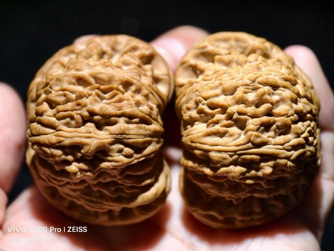 【淶水麻核桃·白獅子全品】