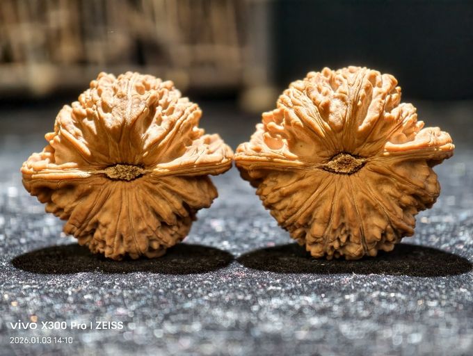 【淶水麻核桃·白獅子全品】