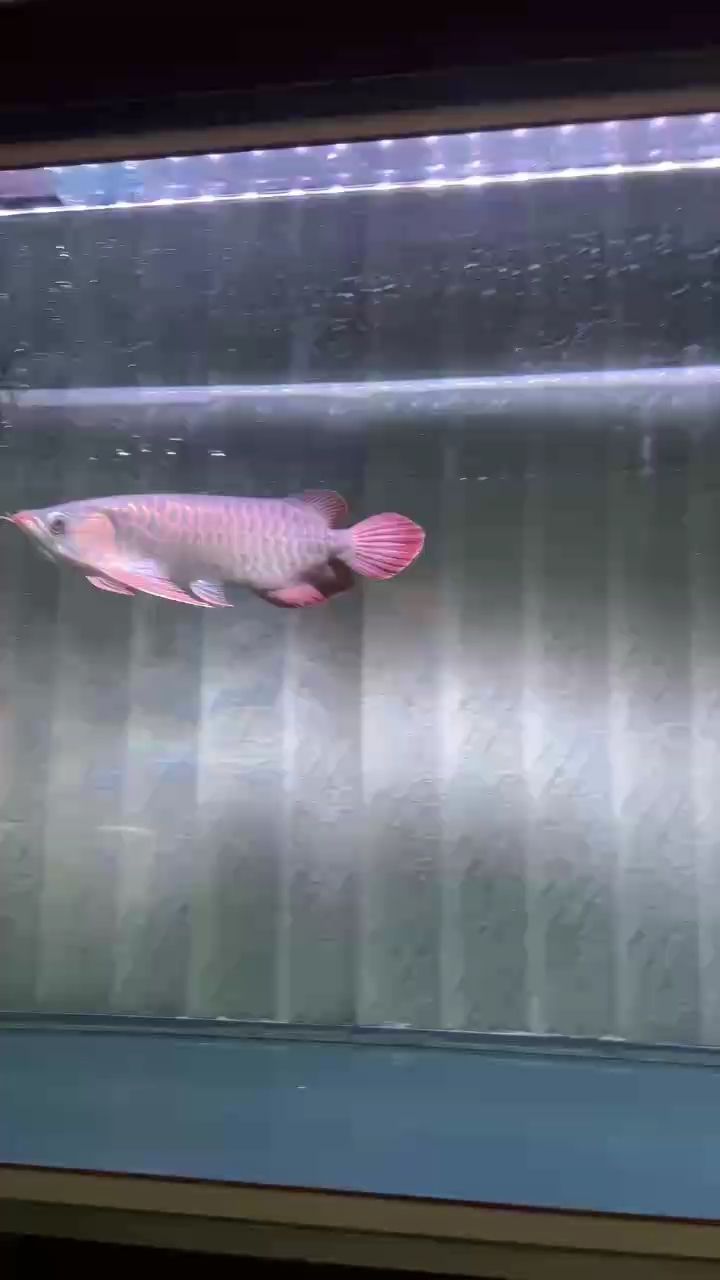 小龍