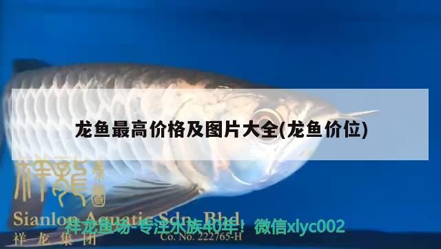 龍魚最高價格及圖片大全(龍魚價位)