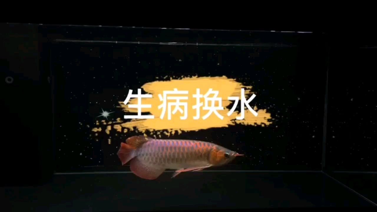 龍魚生病就要換水嗎？