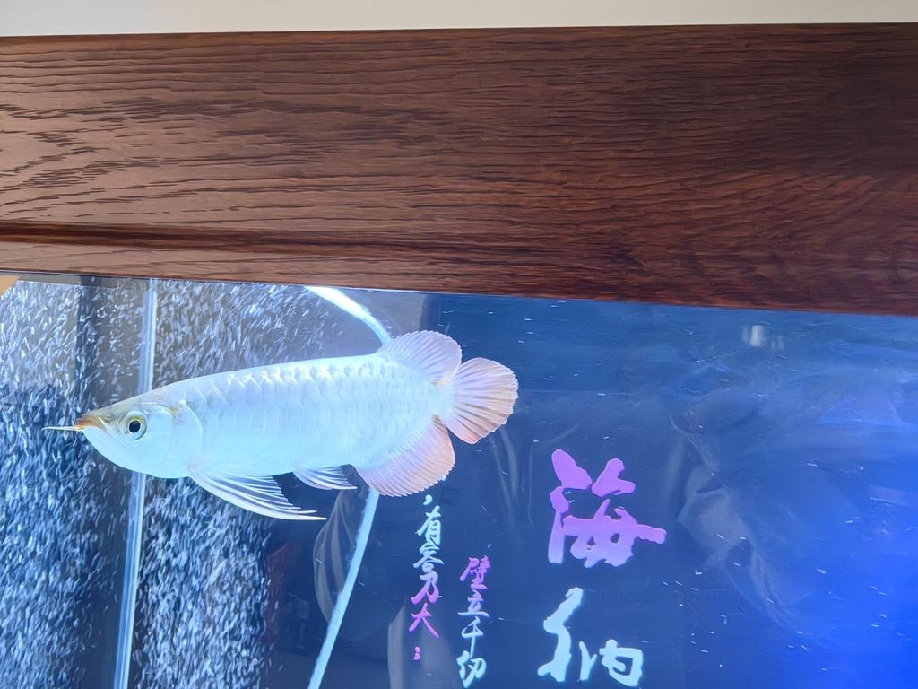 小家伙到家第四天