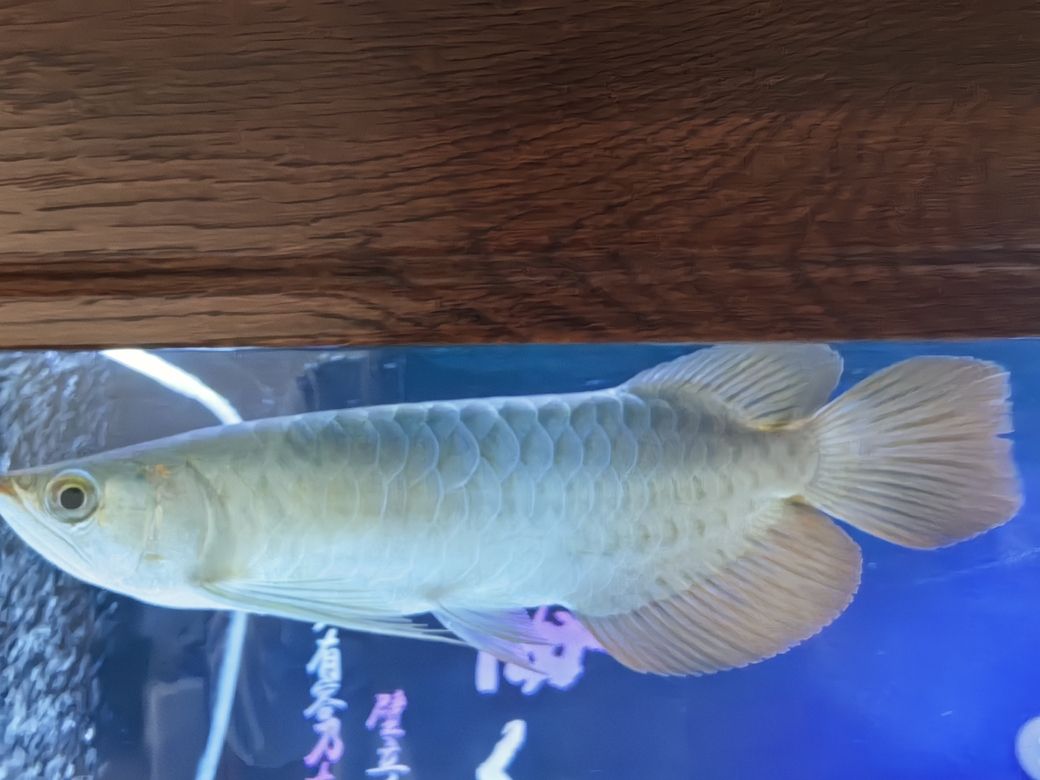 小家伙到家第四天