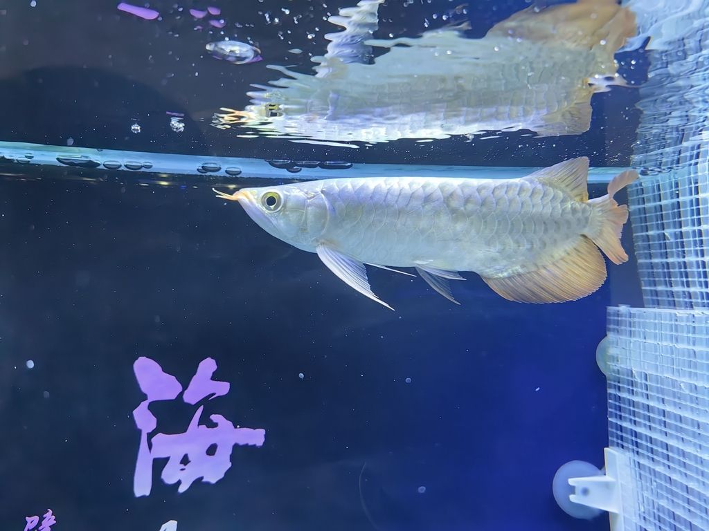 小家伙到家第四天