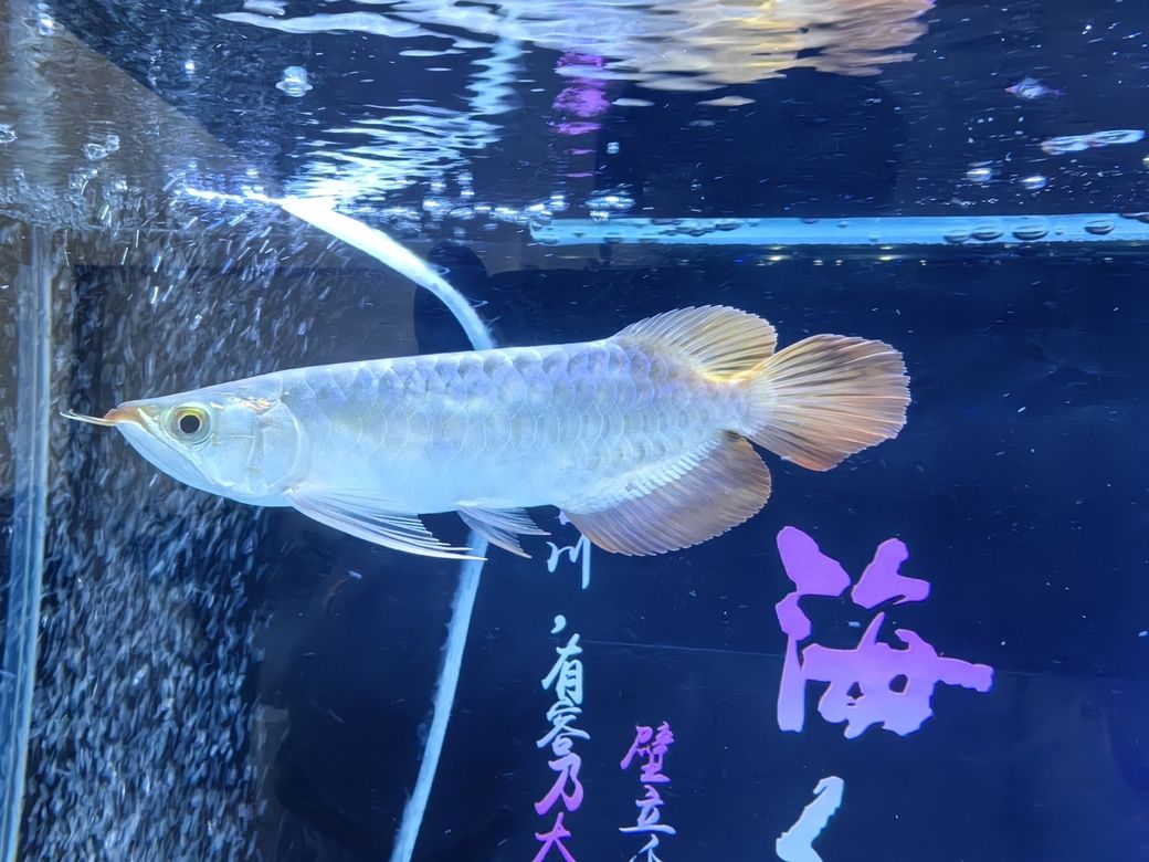 小家伙到家第四天