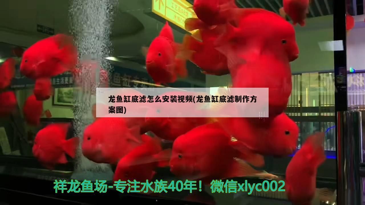 龍魚缸底濾怎么安裝視頻(龍魚缸底濾制作方案圖)