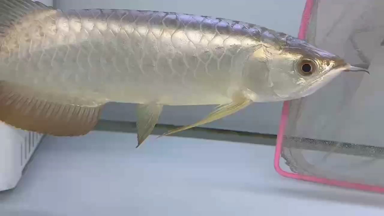 魚缸用增氧泵價格是多少:魚缸增氧機-xtrac增氧機-xtrac增氧機 奶油金 龍魚論壇 奶油金 奶油金 龍魚論壇