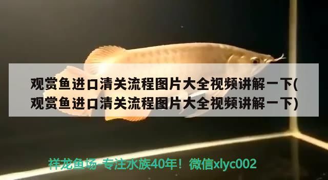 觀賞魚進口清關流程圖片大全視頻講解一下(觀賞魚進口清關流程圖片大全視頻講解一下)