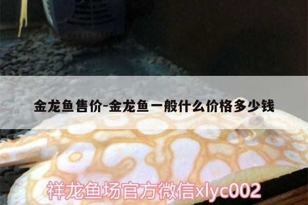 青龍魚 金龍魚售價:金龍魚一般什么價格多少錢 觀賞魚百科 金龍魚售價:金龍魚一般什么價格多少錢 金龍魚售價:金龍魚一般什么價格多少錢 觀賞魚百科