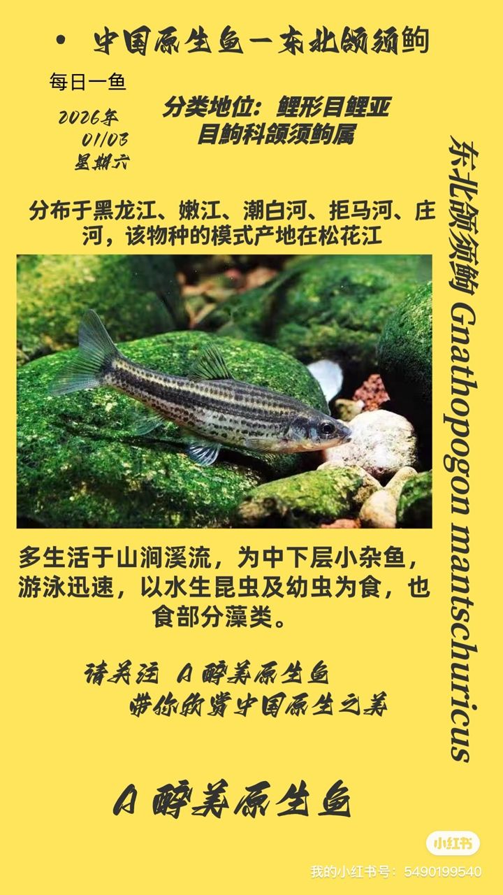 東北頜須