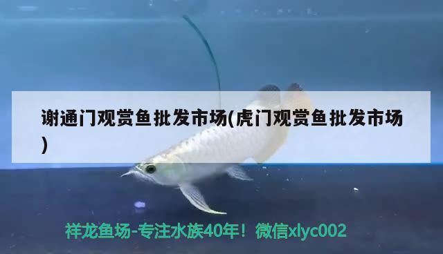 謝通門觀賞魚批發市場(虎門觀賞魚批發市場)