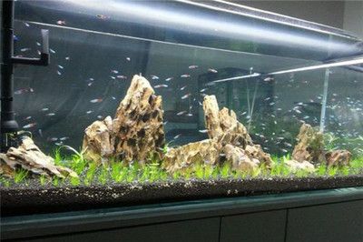 便宜清理2支御龍國際金龍魚專用光管