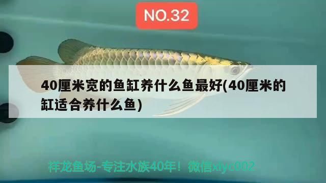 40厘米寬的魚缸養什么魚最好(40厘米的缸適合養什么魚)