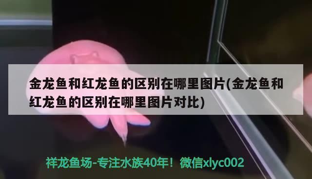 金龍魚和紅龍魚的區別在哪里圖片(金龍魚和紅龍魚的區別在哪里圖片對比)