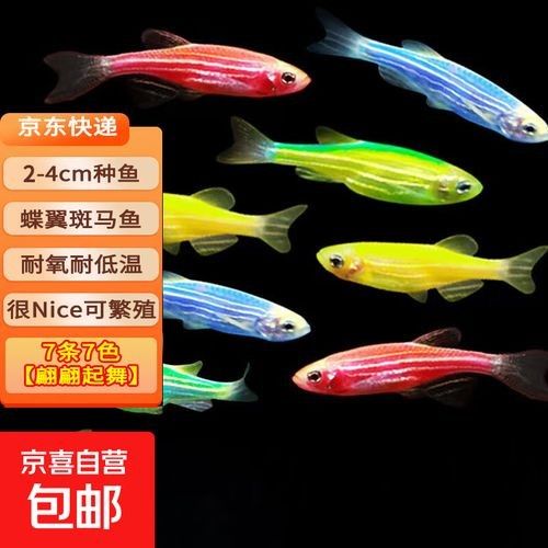 五顏六色的小魚是什么魚