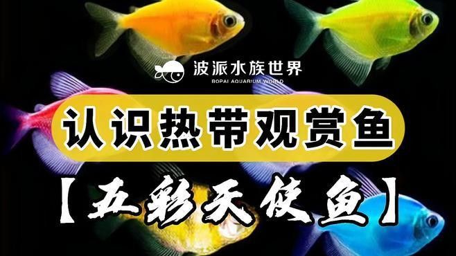 五顏六色的小魚是什么魚